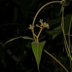 Parsonsia brisbanensis