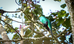 Pharomachrus auriceps