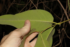 Parsonsia brisbanensis