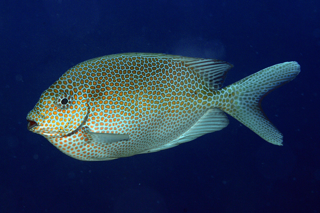 Gold-Spotted Rabbitfish