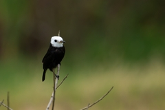 Arundinicola leucocephala