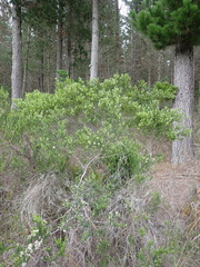 Phylica purpurea pearsonii