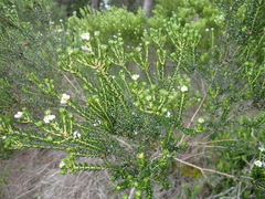 Phylica purpurea pearsonii