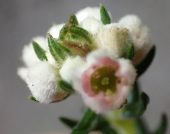 Phylica purpurea pearsonii