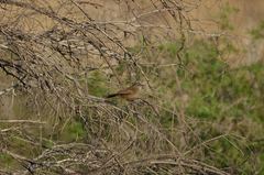 Cercotrichas coryphoeus