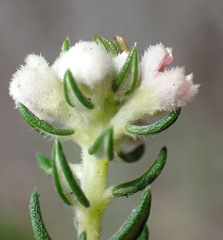 Phylica purpurea pearsonii