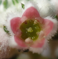 Phylica purpurea pearsonii