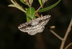 Scioglyptis canescaria