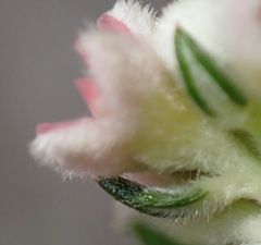 Phylica purpurea pearsonii