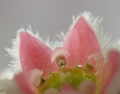 Phylica purpurea pearsonii