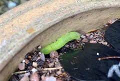 Phlogophora meticulosa