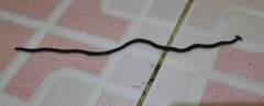 Bipalium kewense