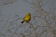 Crithagra flaviventris