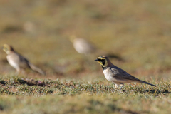 Eremophila alpestris atlas