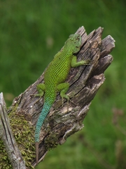 Sceloporus malachiticus