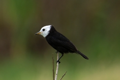 Arundinicola leucocephala