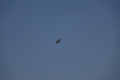 Aquila spilogaster
