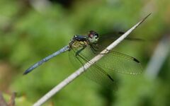 Hemistigma albipunctum