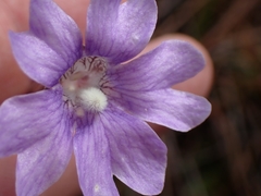 Pinguicula caerulea