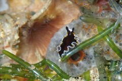 Pseudobiceros hancockanus