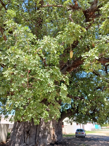 African baobab