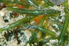 Amblyosyllis