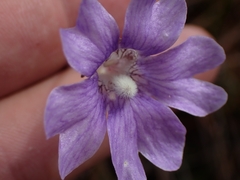 Pinguicula caerulea