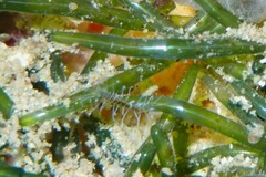 Amblyosyllis