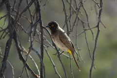 Pycnonotus nigricans