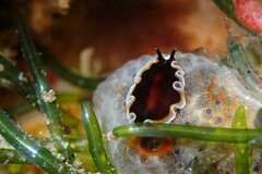 Pseudobiceros hancockanus