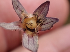 Pinguicula caerulea