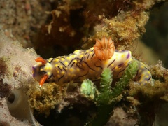 Hypselodoris nigrostriata