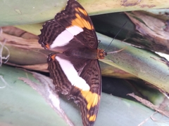 Adelpha phylaca phylaca