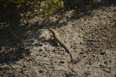 Trachylepis acutilabris