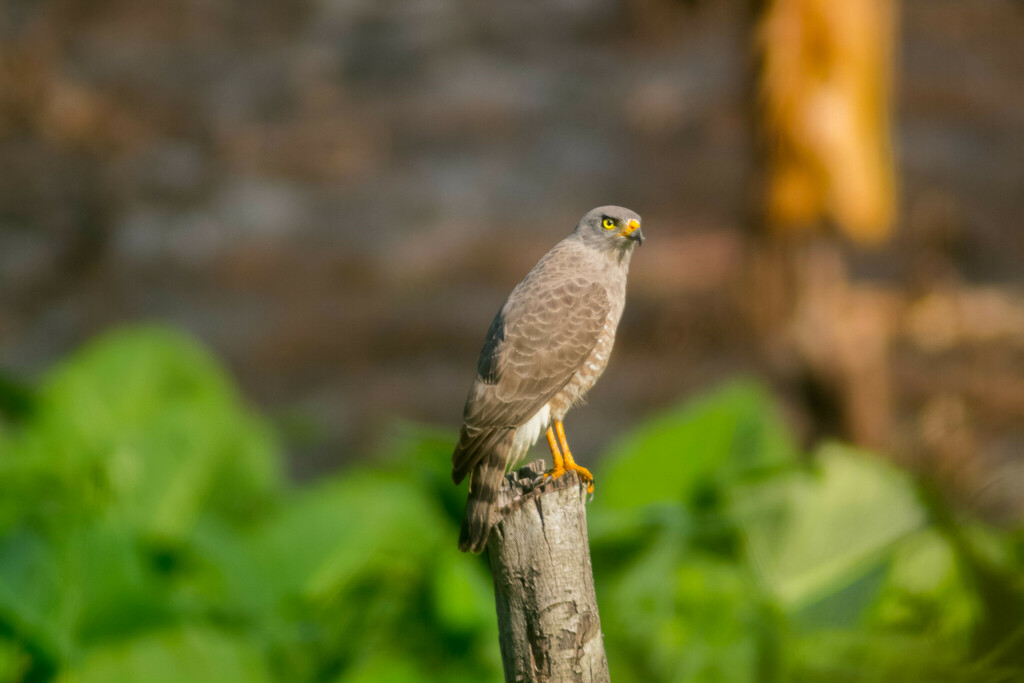 Roadside Hawk from Palenque, Chis., México on January 24, 2023 at 09:36 ...