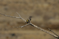 Crithagra albogularis