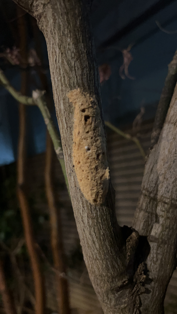 Insects from Shinjuku on January 25, 2023 at 10:30 PM by Jordan McQueen ...