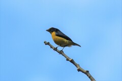 Euphonia hirundinacea