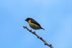 Euphonia hirundinacea