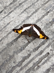 Adelpha phylaca phylaca