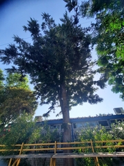 Grevillea robusta