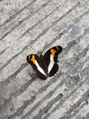 Adelpha phylaca phylaca
