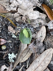 Rugosana querci