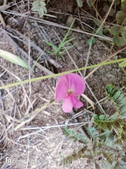 Tephrosia polystachya