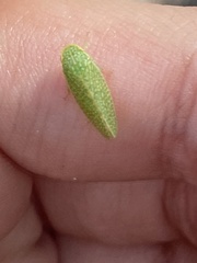 Rugosana querci