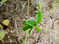 Tephrosia polystachya