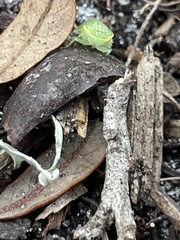 Rugosana querci