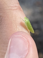 Rugosana querci