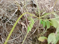 Tephrosia polystachya