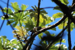 Melanerpes hoffmannii